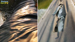 Bei Teichfolie sollte man auf die Qualität achten. Eine Sanierung kann teurer sein als ein Neubau.