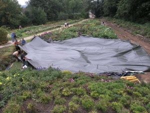 An der Teichfolie für einen Schwimmteich sollte nicht gespart werden