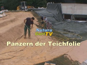 Panzern der Teichfolie im Schwimmteich und Fischteich