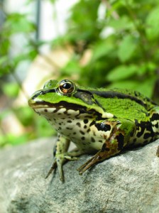 Teichfrosch