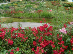 Schwimmteichpflanzen von NaturaGart