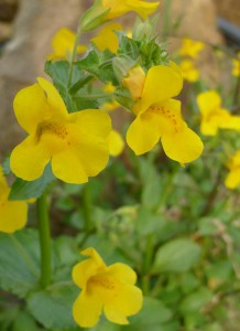 Gelbe Gauklerblumen am Gartenteich