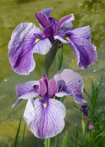 Eine Iris