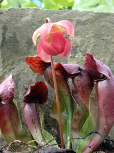 Eine Schlauchpflanze