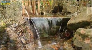 Das gewünschte Wasserbild am Teich und am Wasserfall sind entscheidende Kriterien bei der Auswahl der Teichpumpe un der zugehörigen Schläuche.