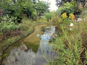 Steinufer und Uferpflanzen am Gartenteich
