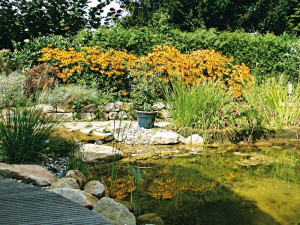 Dekorative Pflanzen und Beleuchtung am Teichrand