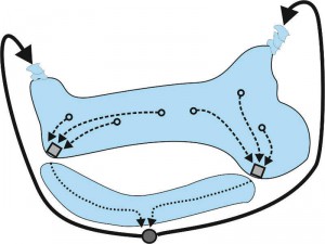Schematische Darstellung der Wasserbewegung in einem unregelmäßig geformten Teich. Die Zielsaugtechnik ist durch die Rechtecke dargestellt. Hier laufen je drei Ansaugpunkte zusammen.