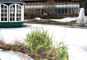 Ein Anlehngewächshaus leistet gute Dienste und lässt sie früher in die Saison starten