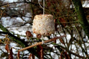Der Februar ist ein kalter Monat. Gegebenenfalls benötigen Vögel Ihre Unterstützung!