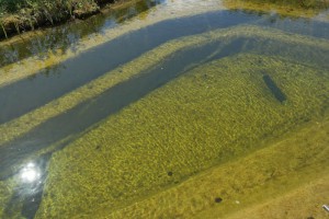 Blick in einen NaturaGart-Schwimmteich: Das Wasser ist klar bis zum Grund. Der Filtergraben ist dabei sehr wichtig.