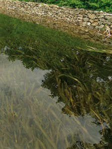 trueben-teich-vermeiden-filtergraben-2-naturagart