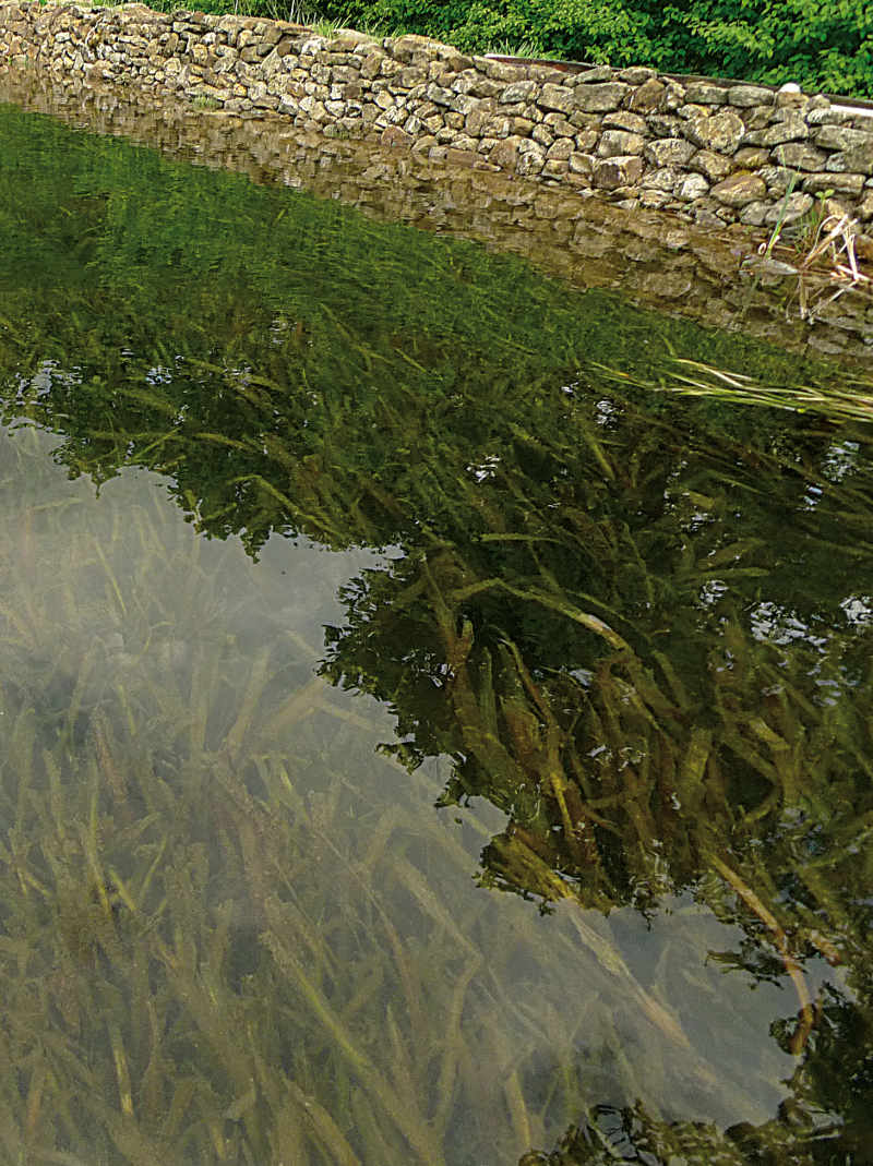 NaturaGart Shop Trüber Gartenteich online kaufen