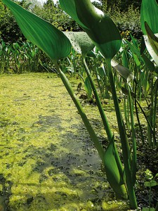 trueben-teich-vermeiden-teichpflanzen-3-naturagart