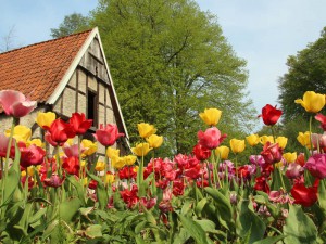 Tulpen im NaturaGart Park