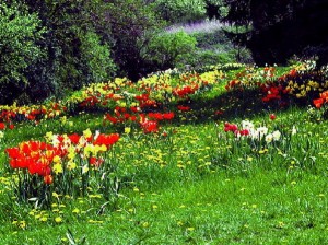 Tulpenwiese im NaturaGart Park