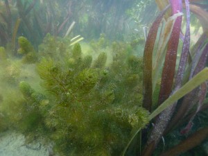 Unterwasserpflanzen im Filtergraben