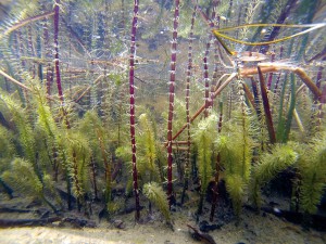 Unterwasserpflanzen im Gartenteich
