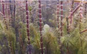 Unterwasserpflanzen gegen Algen