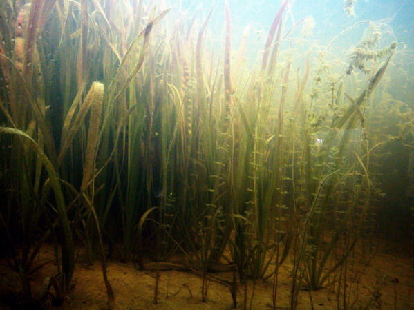 Pflanzen für den Gartenteich: Unterwasserpflanzen | Gartenteich, Pflanzen