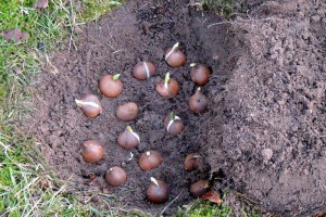 Zwiebeln können als kleine Gruppen Rasenflächen auflockern…
