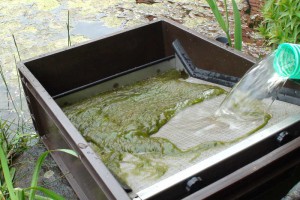 Grobfilter gegen Algen ist eine Methode der Algenbekämpfung