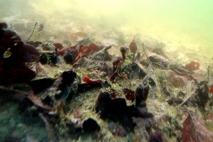 Blätter sinken auf den Boden und setzen Nährstoffe frei