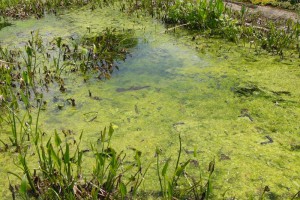  Eindeutig zu viele Algen im Teich: Gründe gibt es mehrere