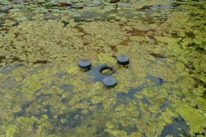 Mit einem Skimmer schöpft man Algen an der Oberfläche ab