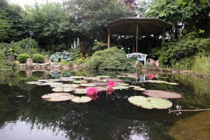 Der Wunsch ist ein schöner Teich mit algenfreiem Wasser